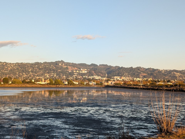 View of the Berkeley Hills with marsh in foreground